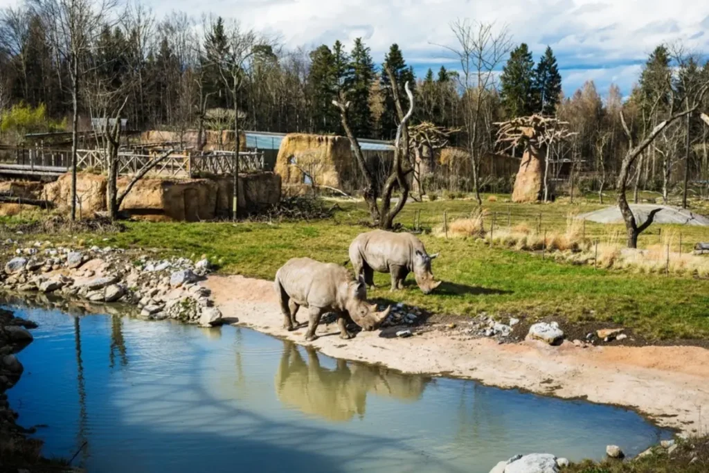 zürich-zoo-nashoerner-wasser