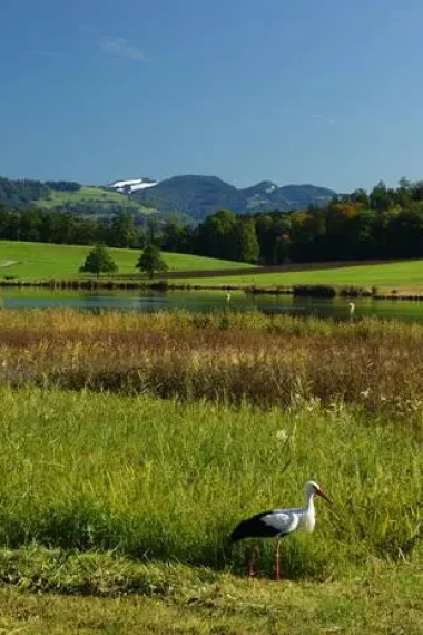 wiese-storch-see-sommer