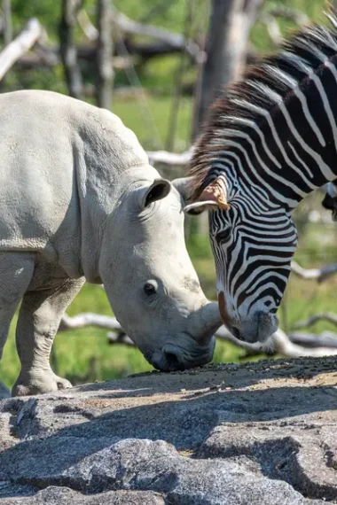 zebra-nashorn-zoo