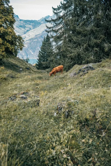 braunwald-kuh-berge-see